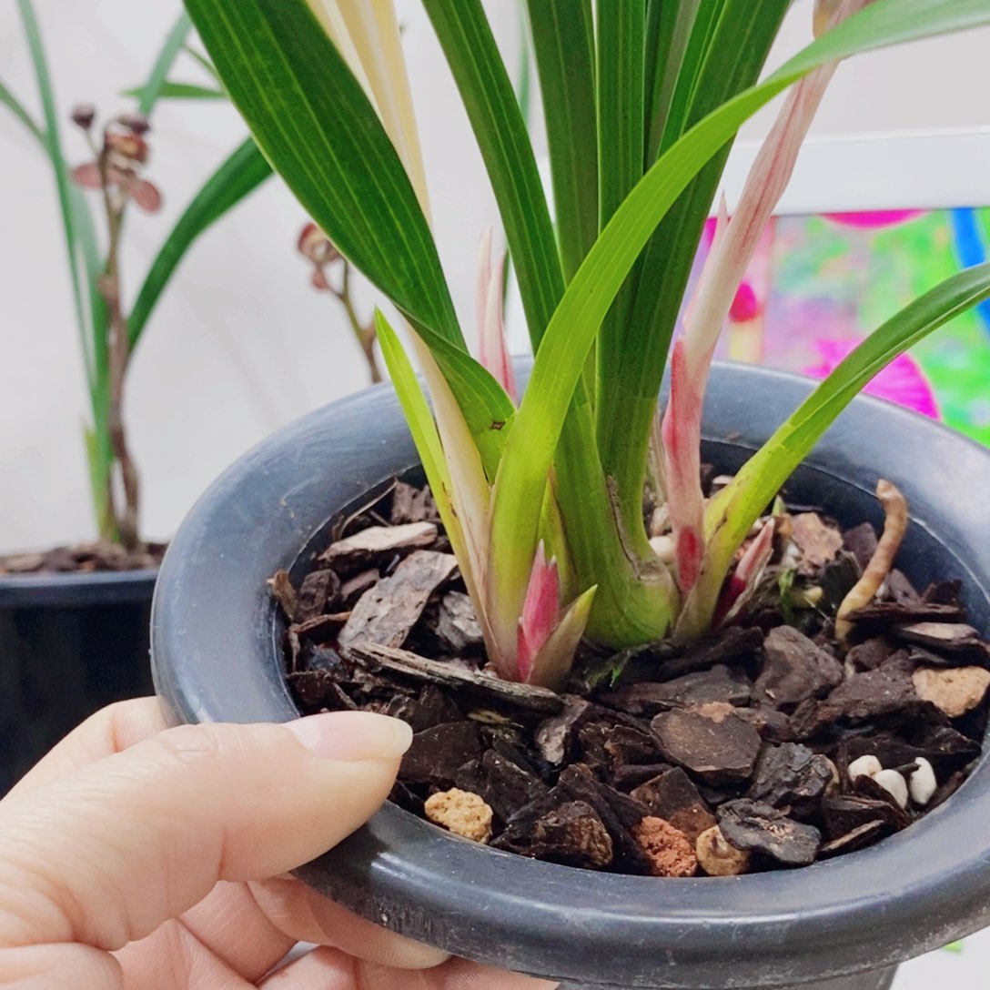 言***信大部分花苞少量开放