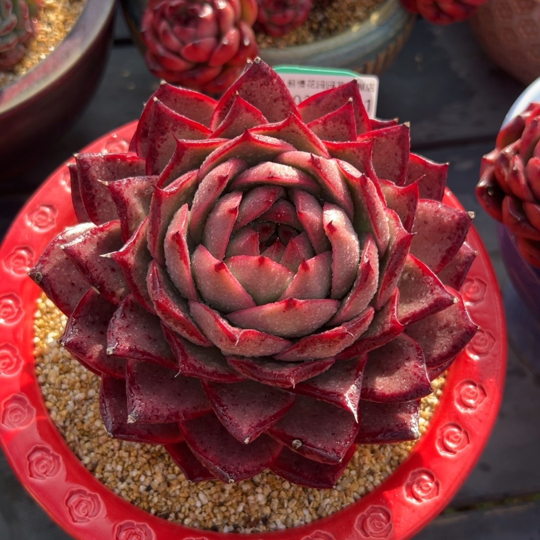 多肉一物一拍0219-111