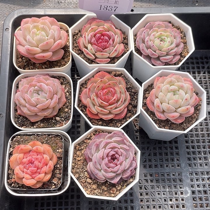 薇薇安园艺多肉1837