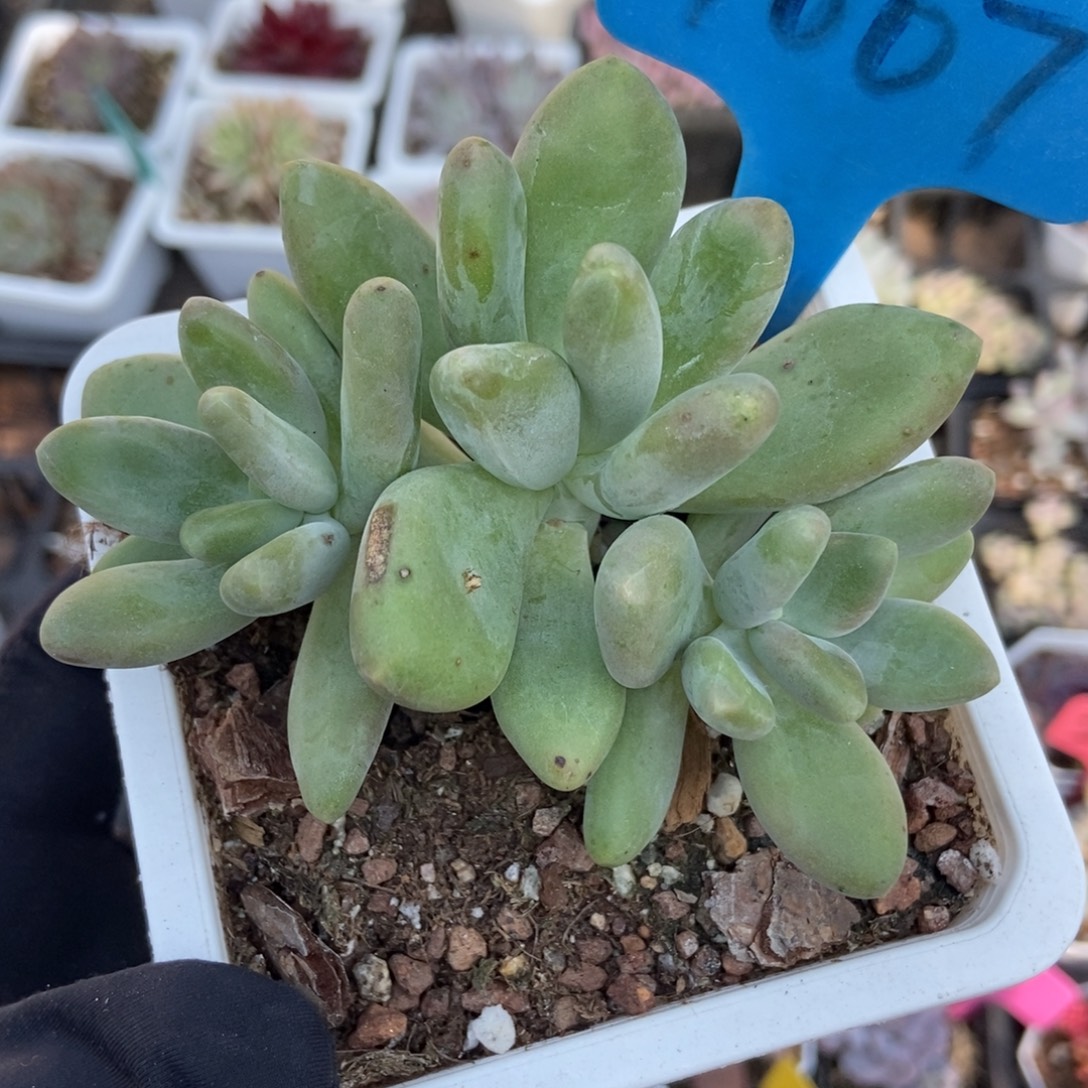 1007芒果奶多肉植物