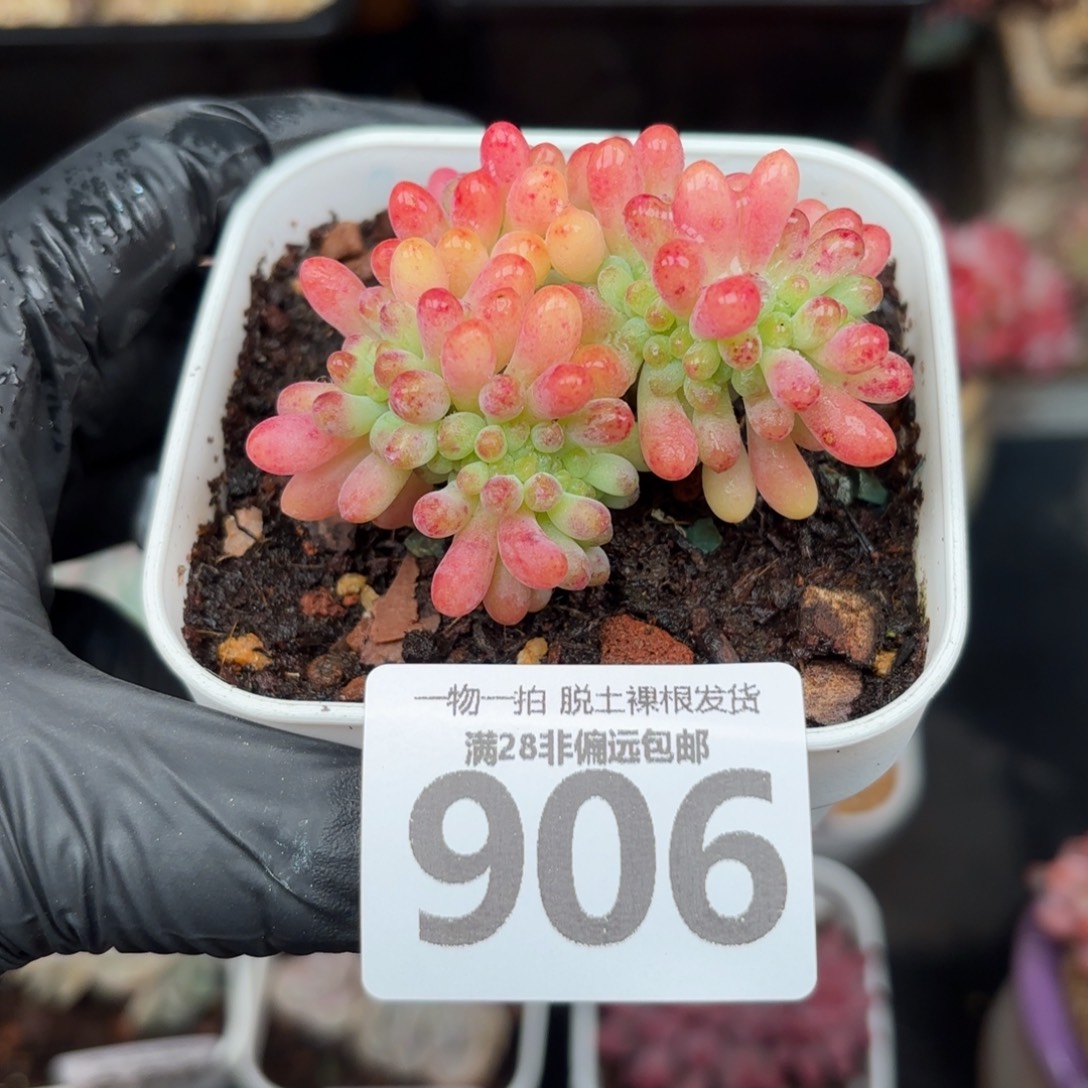 果冻乙女心缀化无盆土发货