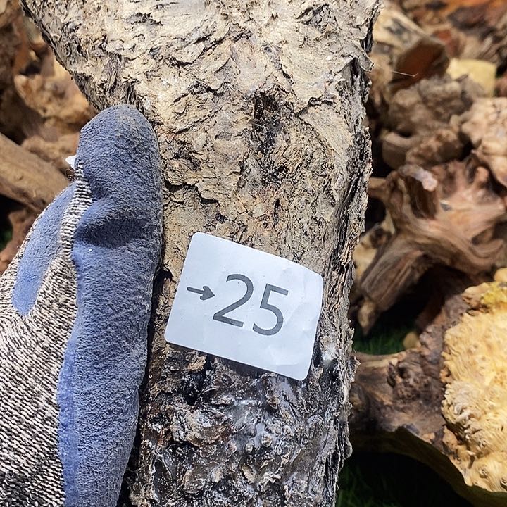 香榧木$**$火琉璃，火琉璃