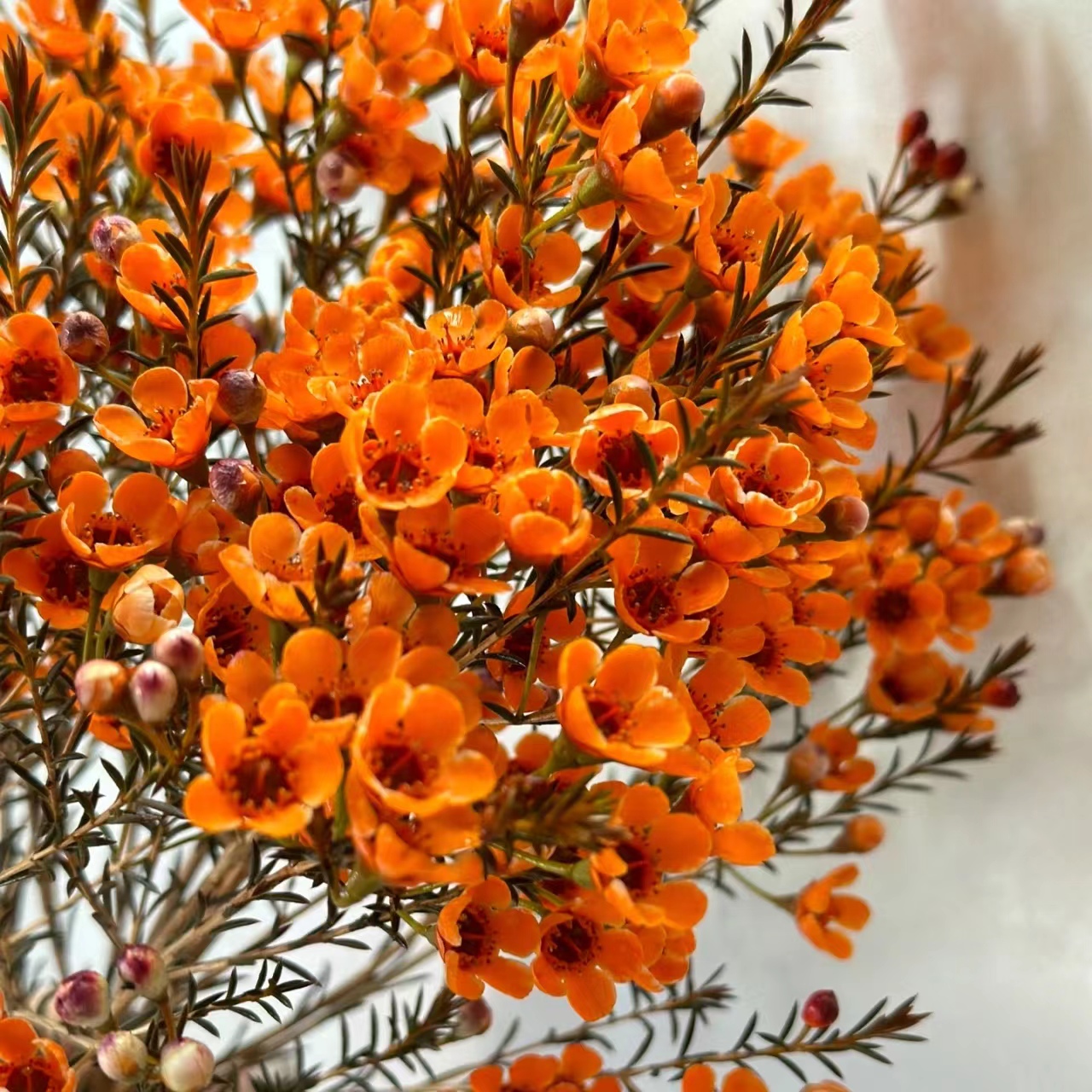 1扎橙色腊梅（吸色） (两单发顺丰或京东快递)