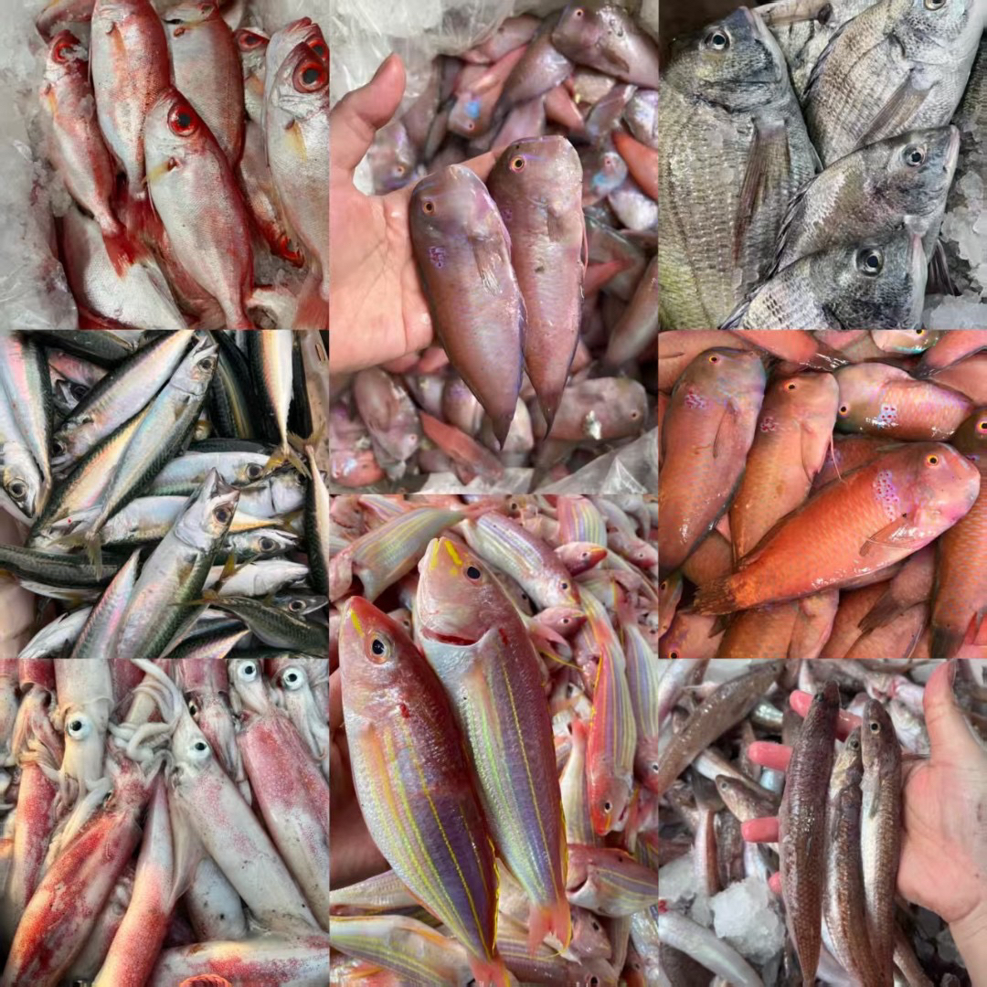 汕尾甲子港本港海鱼专用链接  三目蟹