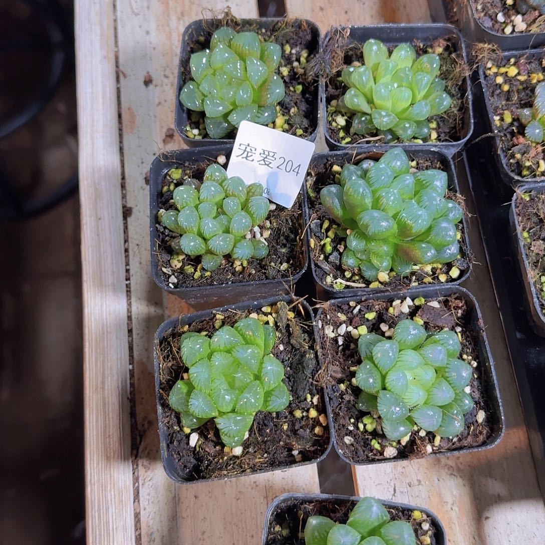 直播福利一物一拍204