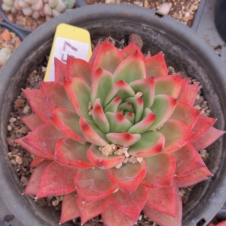 健健康康平平安安