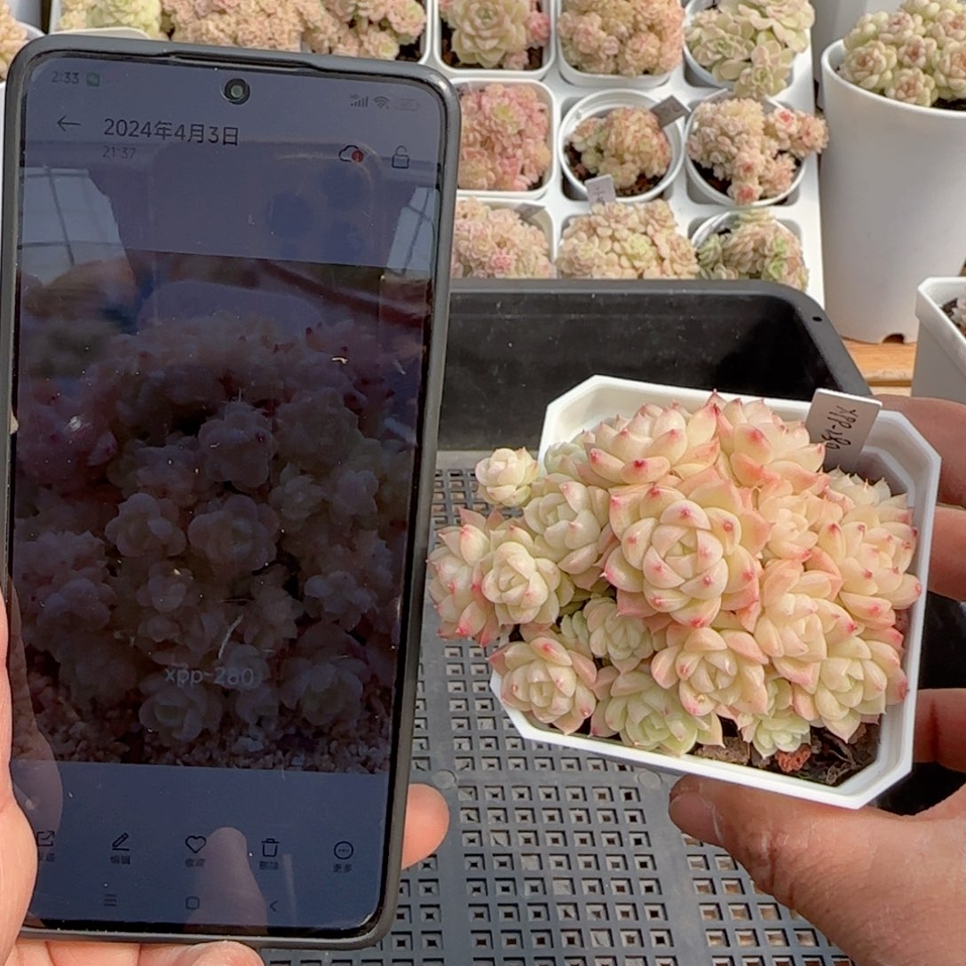 【闪购商品】0215-91（xpo-280）