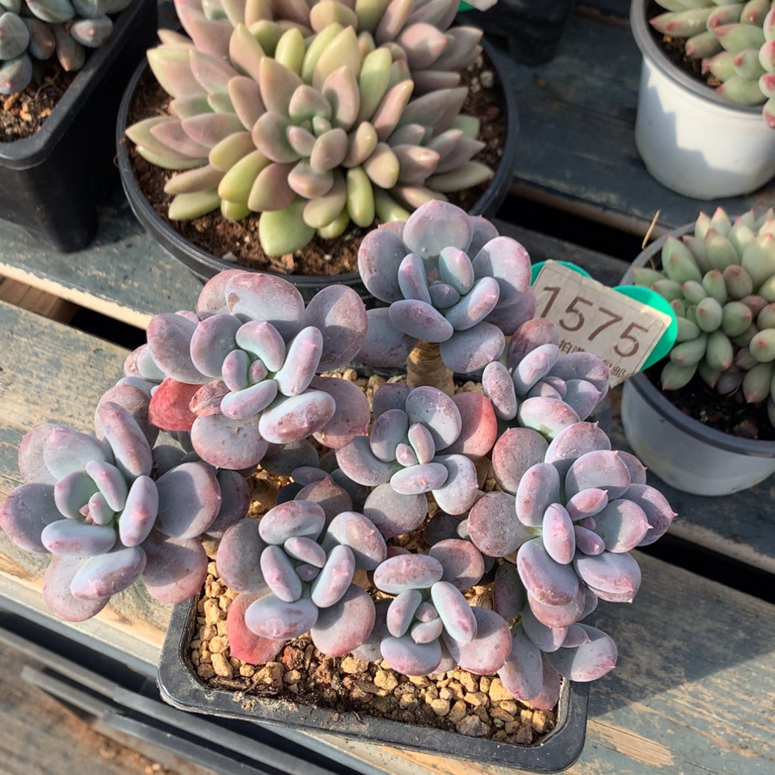 灰姑娘老桩开播福利1575