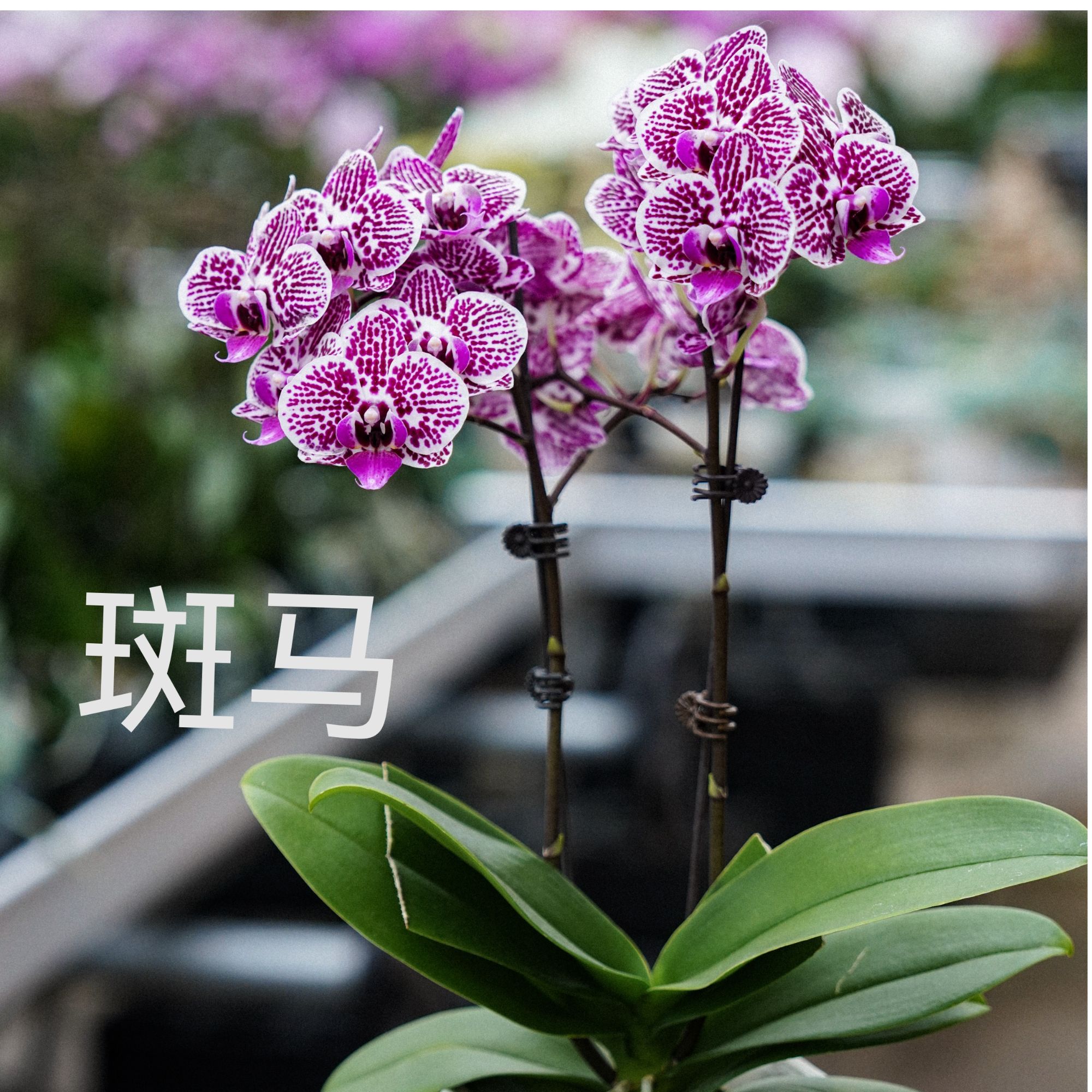 斑马【椎名蝴蝶兰】