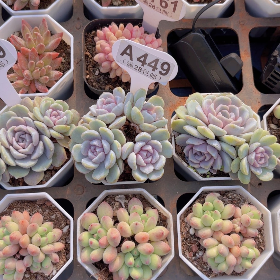 M***oA449汉堡一物一拍