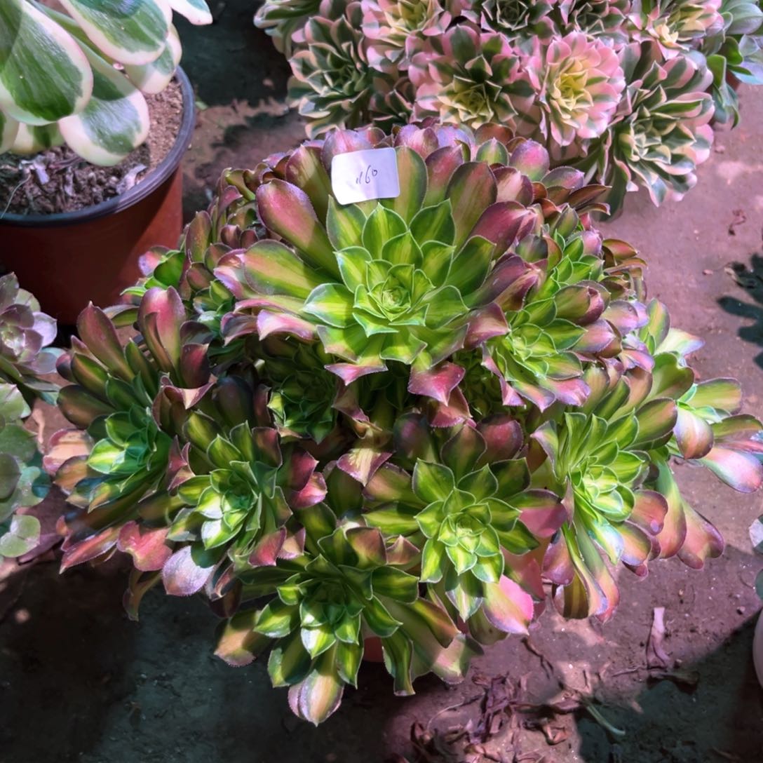 多肉植物韶华1160