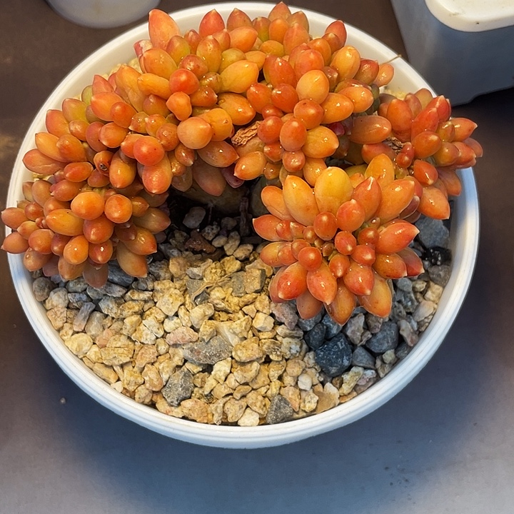 瓶***若千代田多肉植物发货