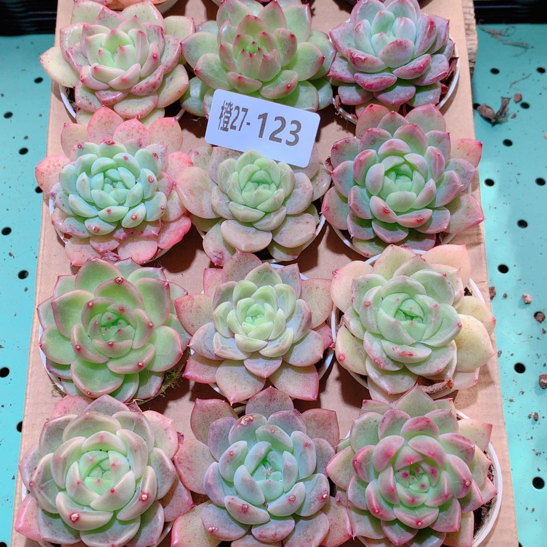 27-123一物一拍多肉带盆18颗
