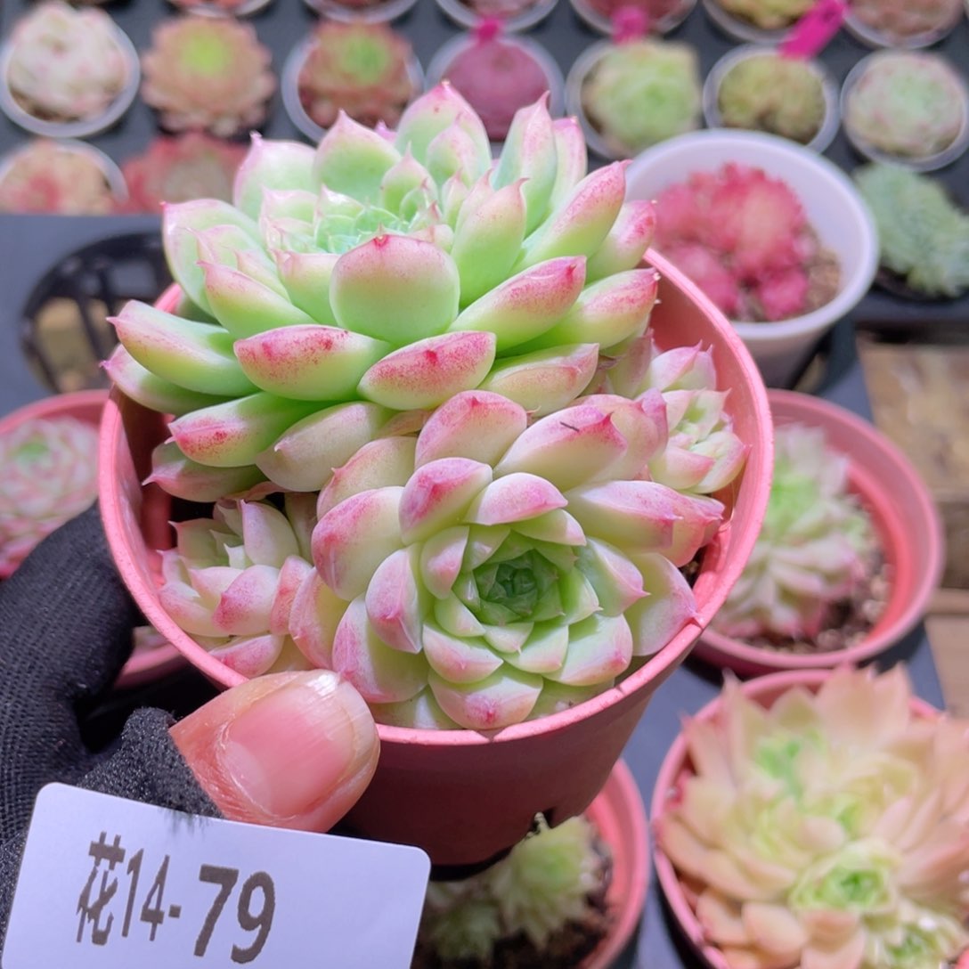 花利美14-79海王