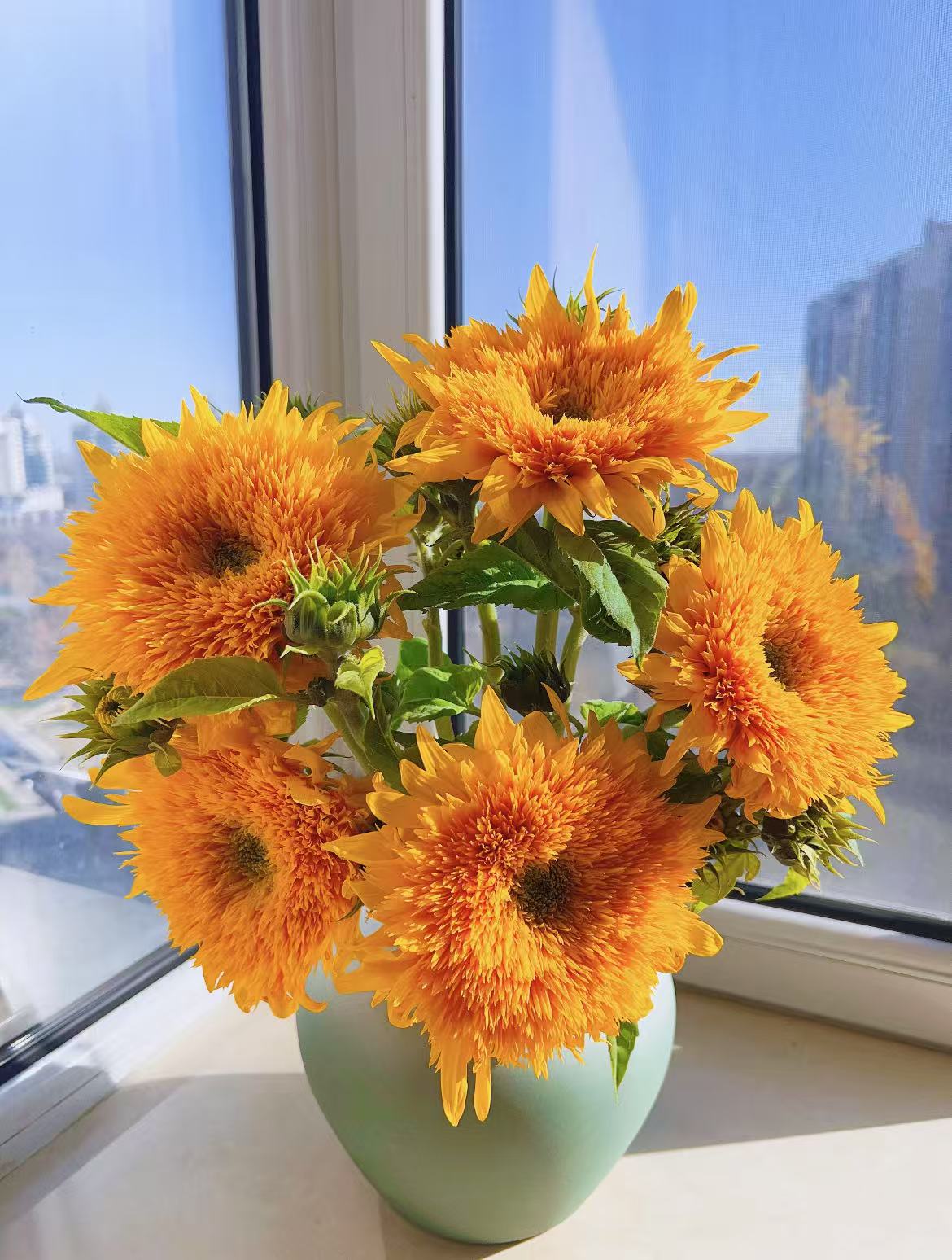 泰迪向日葵金榜题名TeddyBear泰迪重瓣向日葵鲜花云南顺丰直发