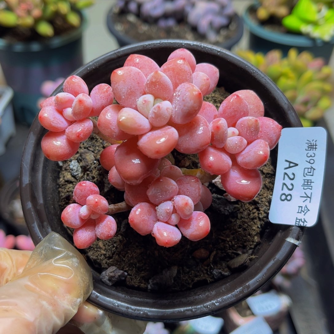 228樱花洛神8厘米多肉