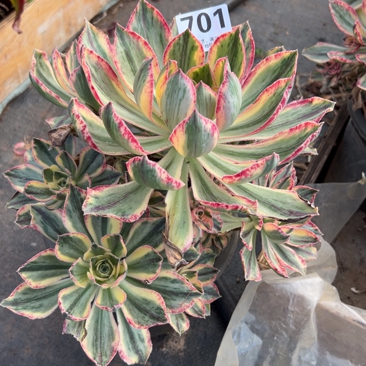 701多肉植物青花瓷