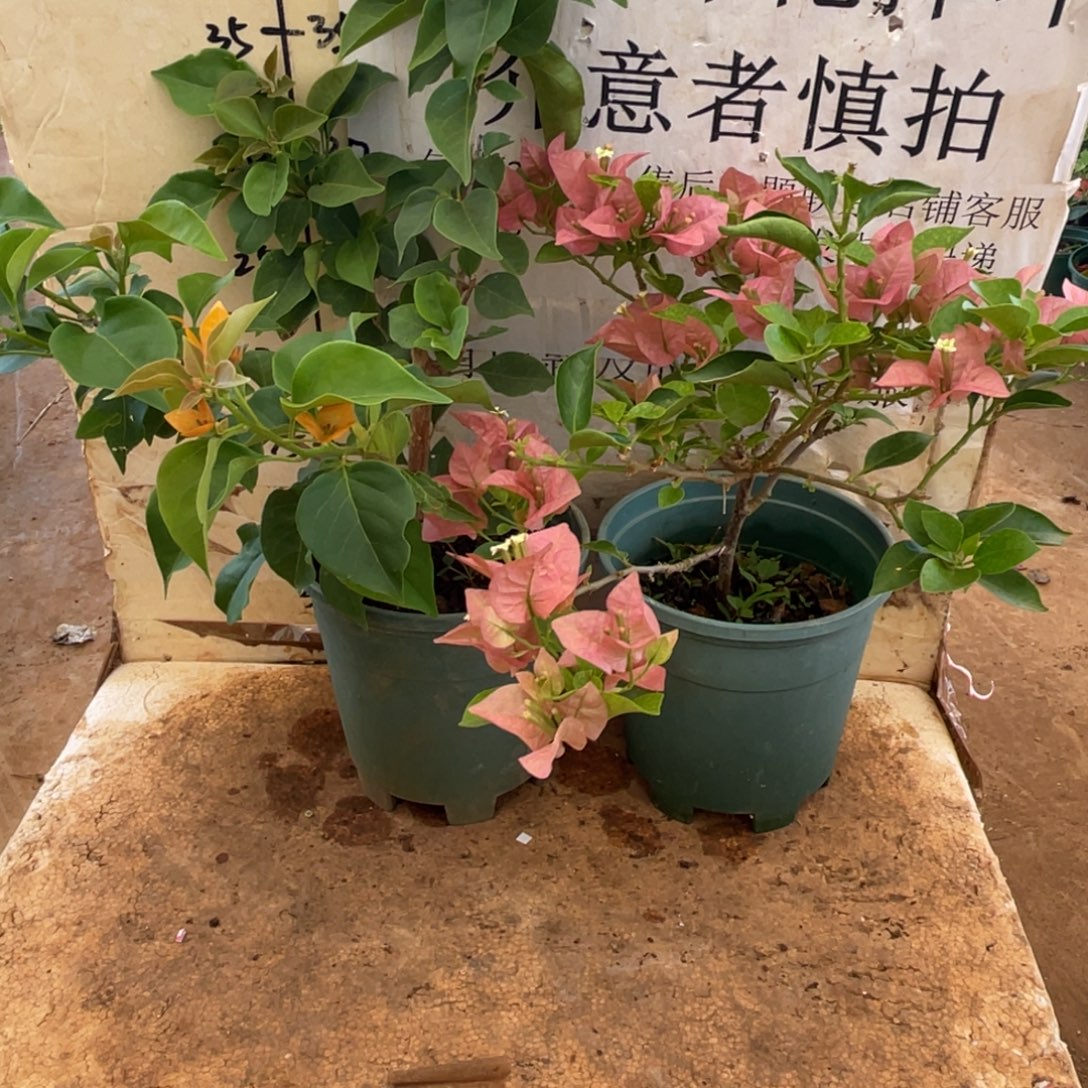 当前无花朵，栽培后可花朵3h2