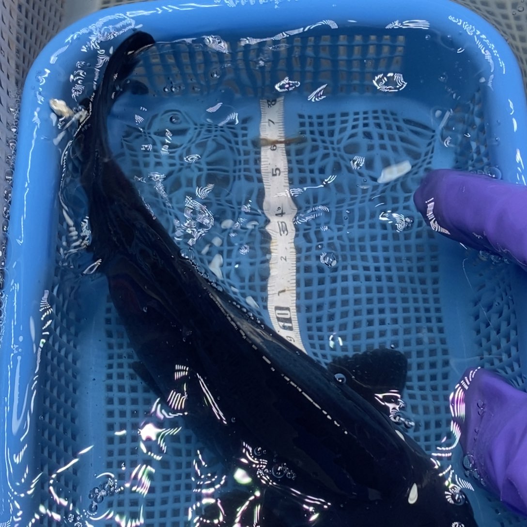 锦鲤冷水锦鲤包邮