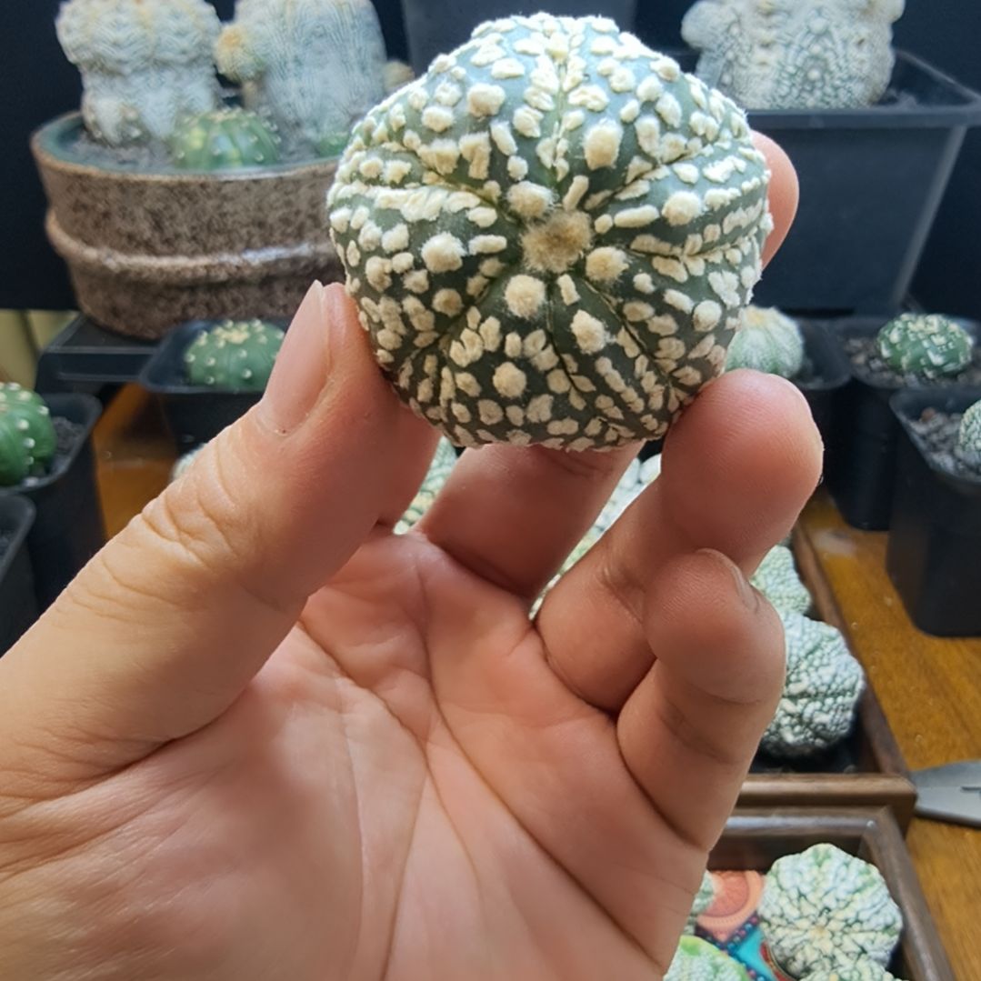 *****浓白连线大雪片哈哈哈