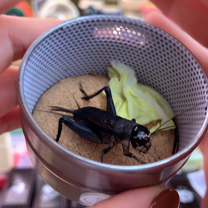 神***抖两只黑虫啊啊啊啊啊