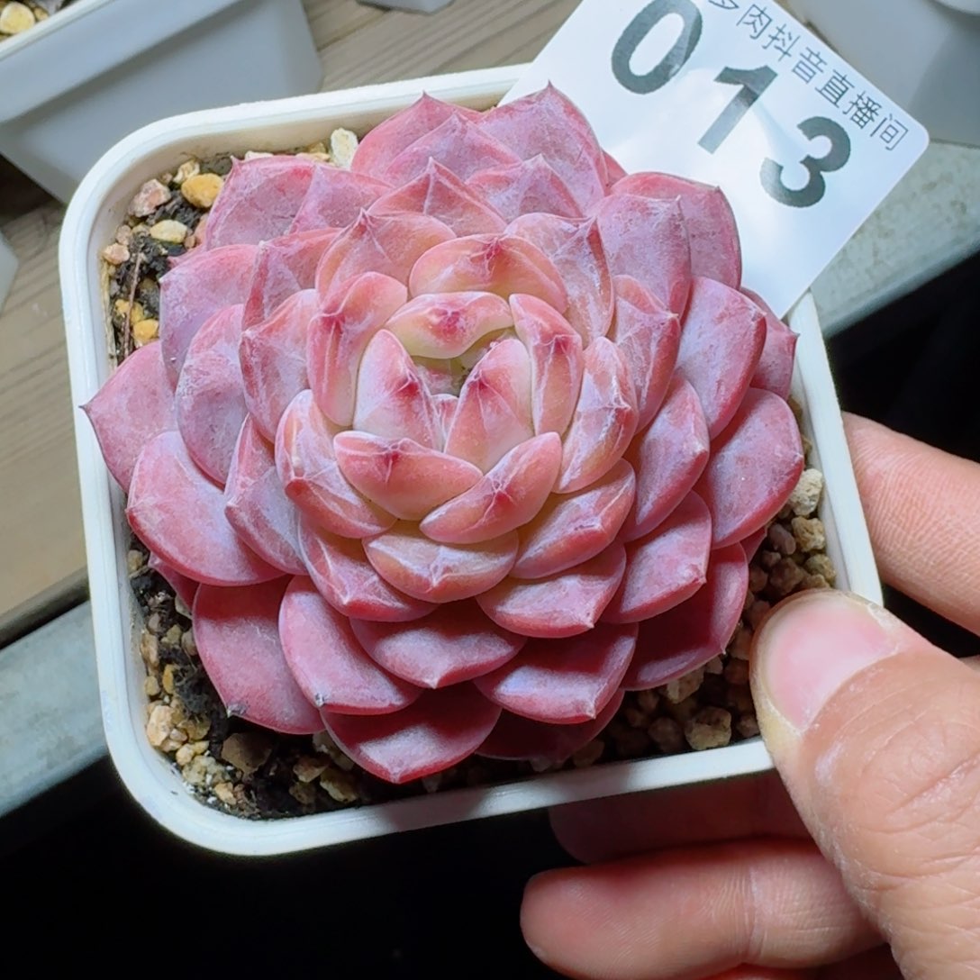 冰魄母本         精品多肉