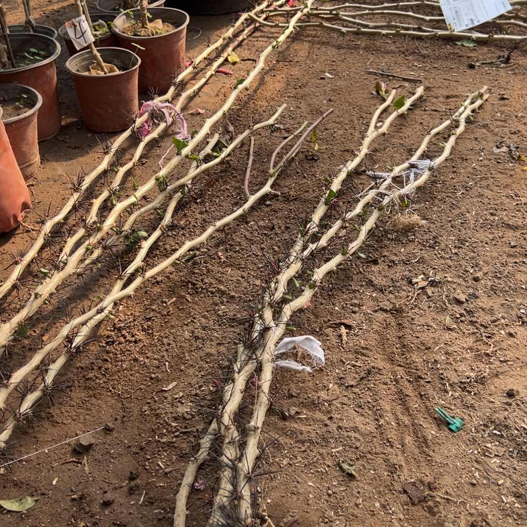 1.1米直杆叶仙四颗编号58