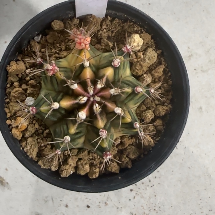 148-0117泰国发货多肉