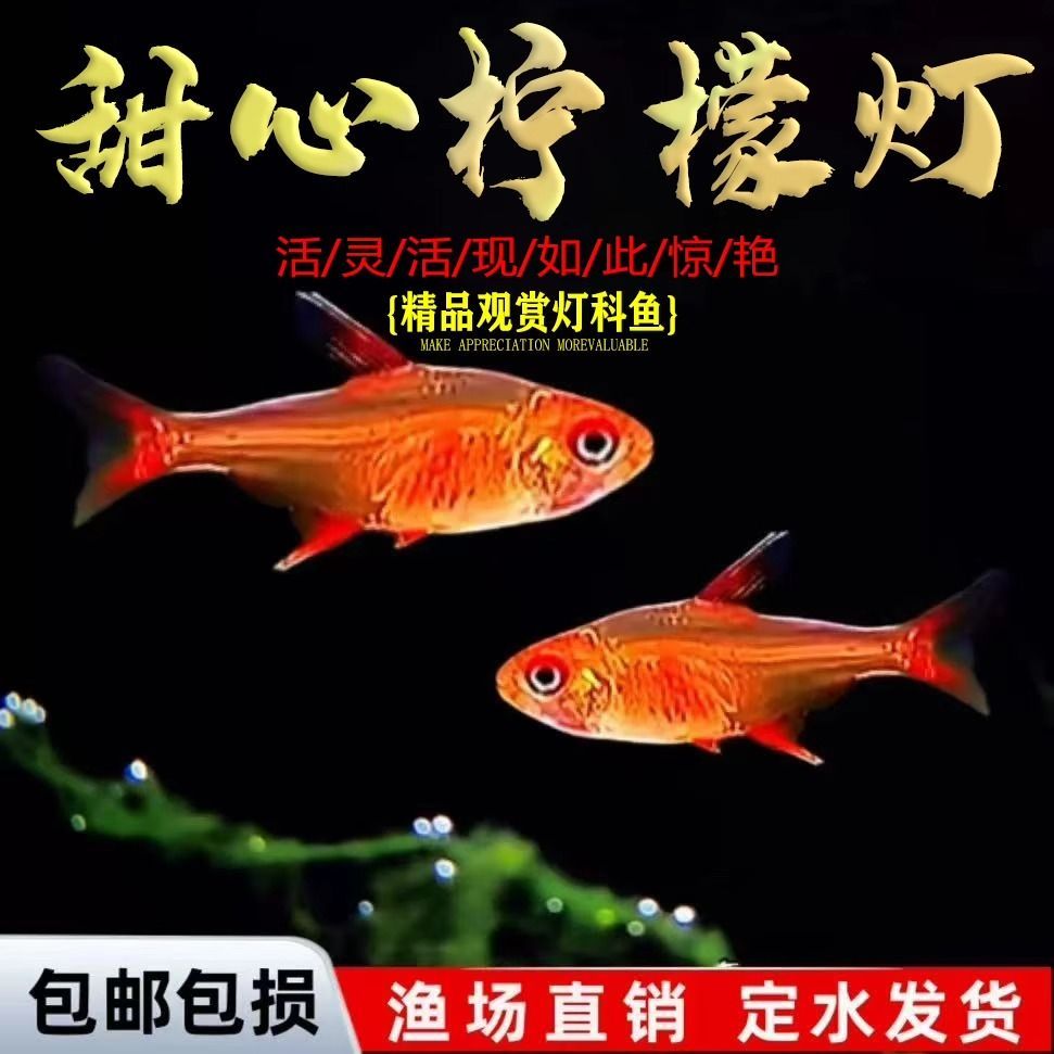 小型观赏热带鱼高端甜心柠檬灯血红柠檬灯草缸群游鱼红色灯鱼