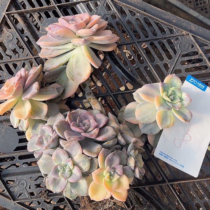 紫乐景8号30.88多肉植物