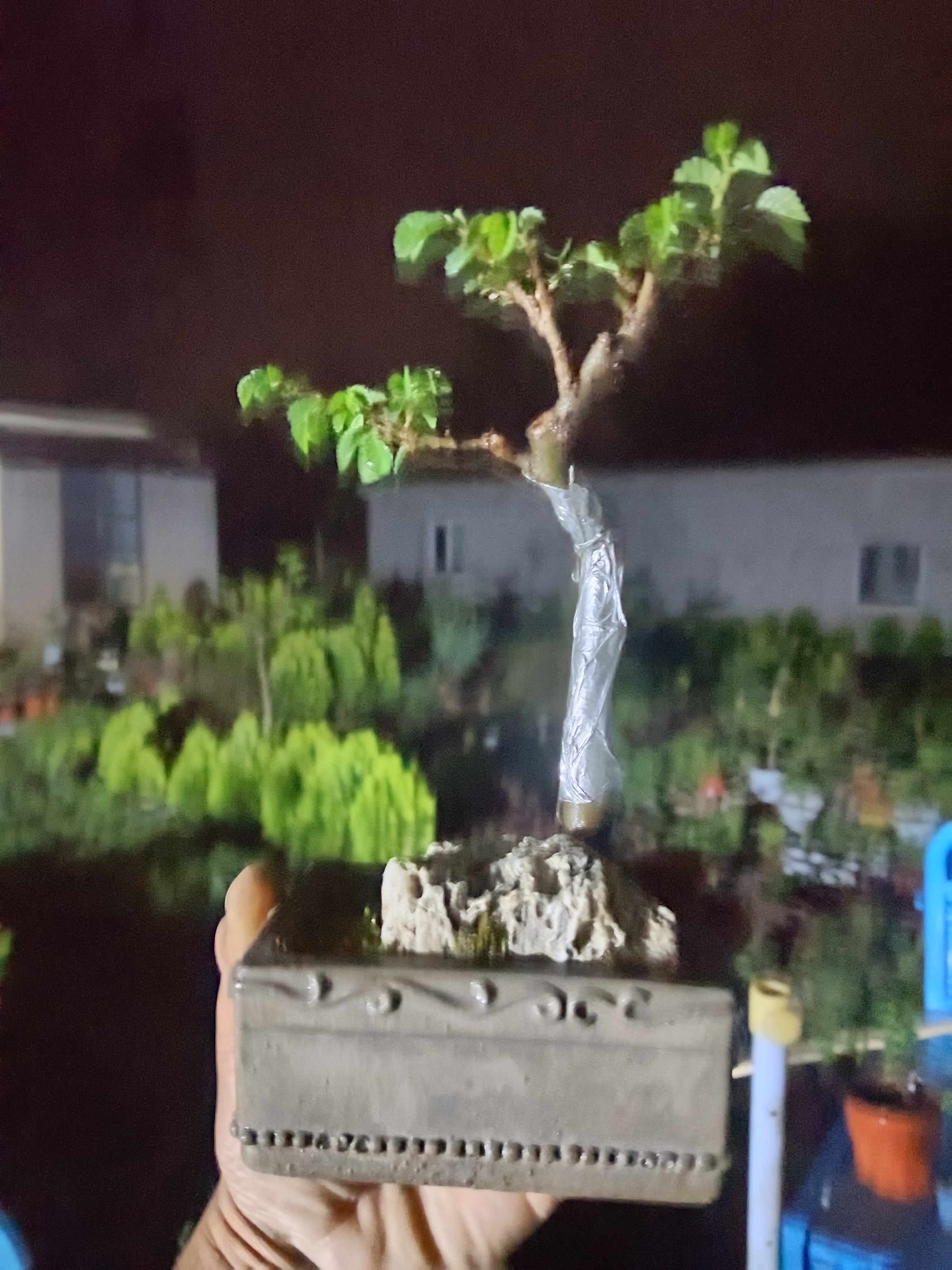 一物一拍，直播间链接使用茶台景老桩观