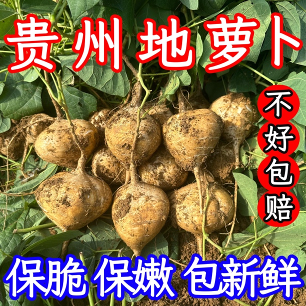 【贵州沙土地萝卜】高山新鲜凉薯现挖保脆嫩农家种植沙土地瓜大果装