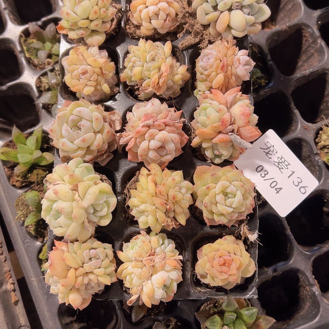 直播福利一物一拍136