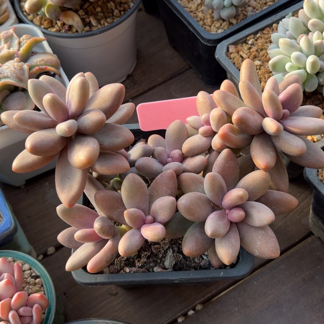 糖果美人   1111111