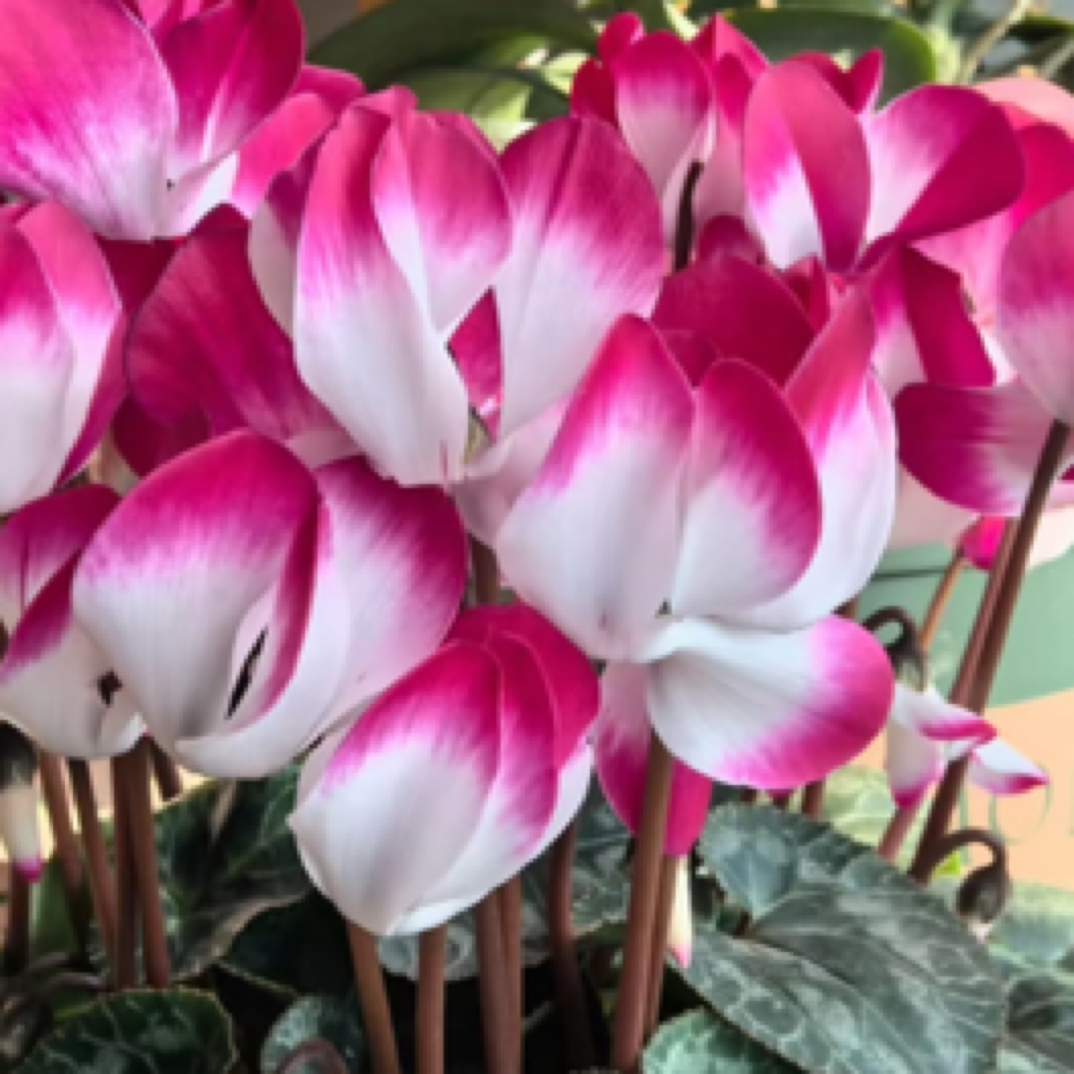 仙客来130盆清货价！发货不售后