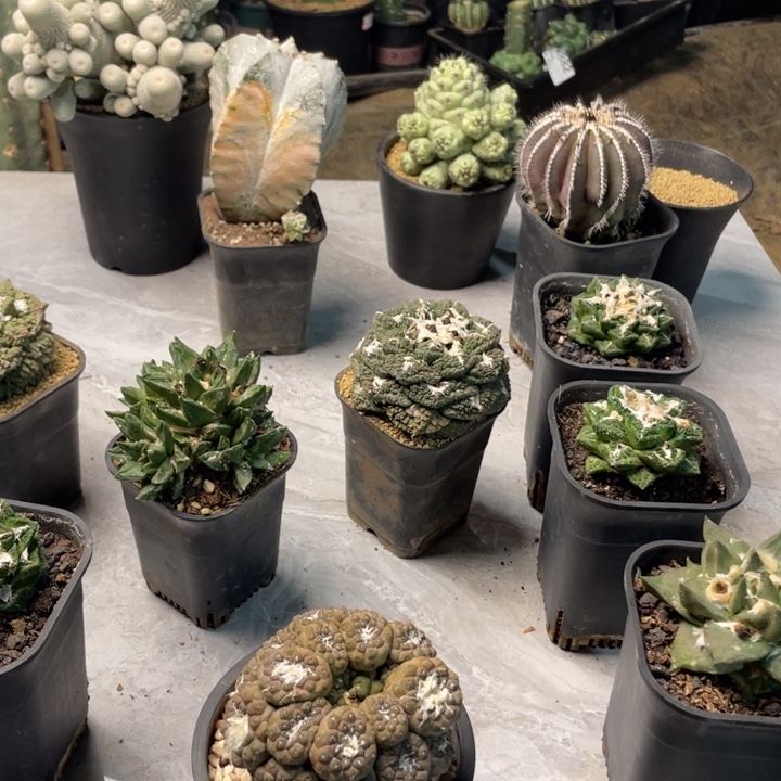 482息易皮仙人球一个