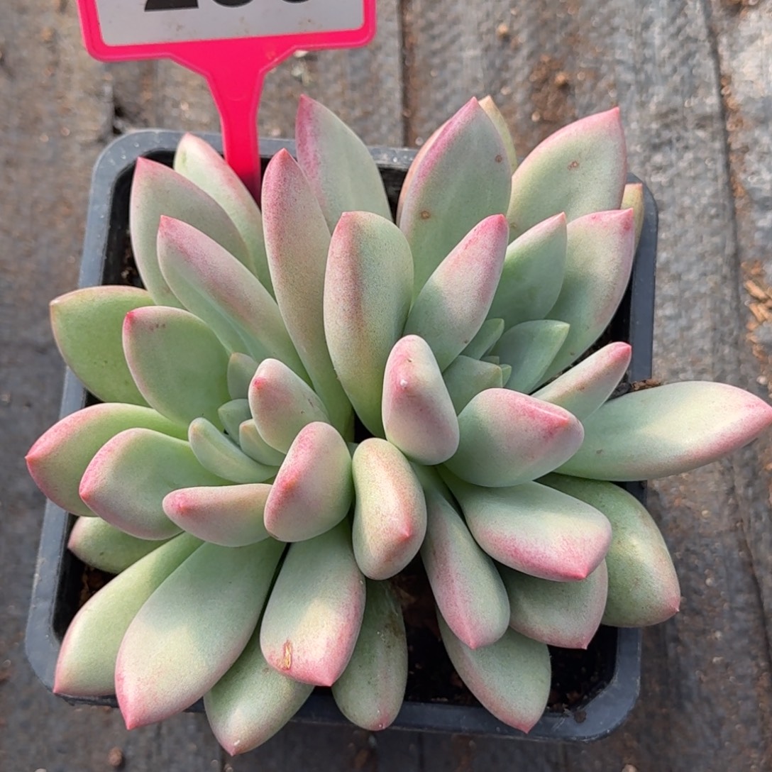 赫本露丝一物一拍230