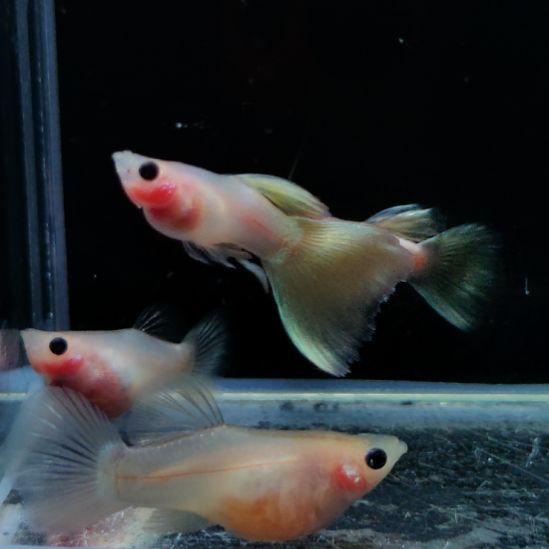 p***y孔雀鱼粉猫两对88888