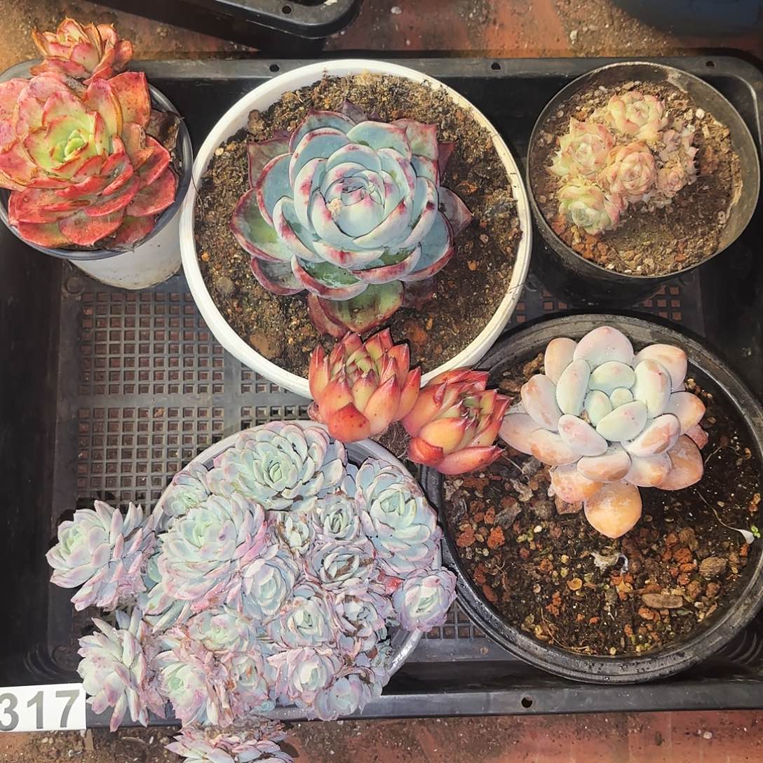 孤寡套餐多少植物空牌317