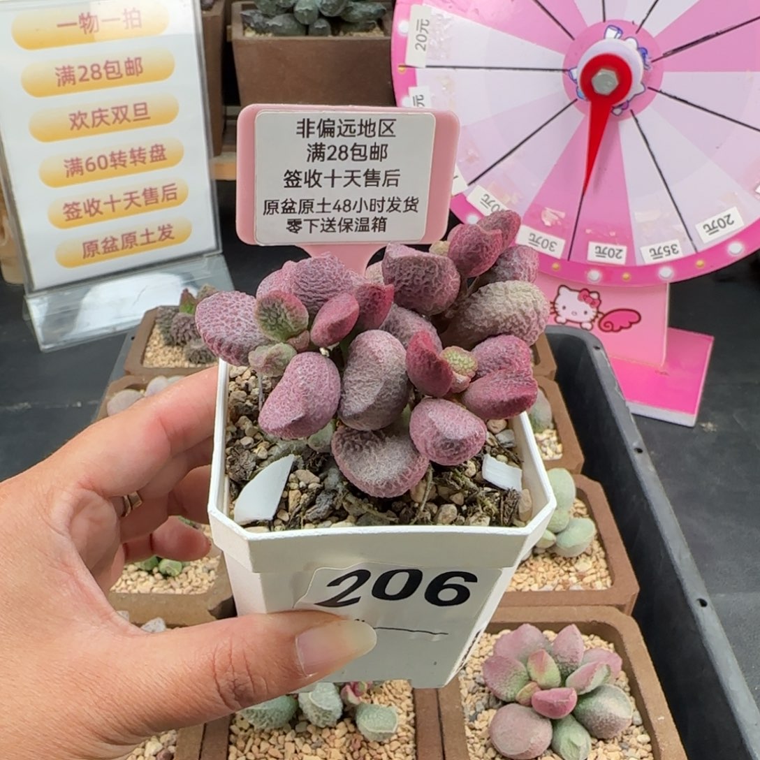 206夏娃多肉的植物