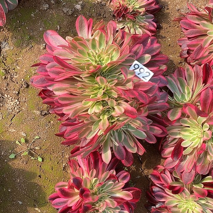 多肉植物法师992哦美杜莎缀