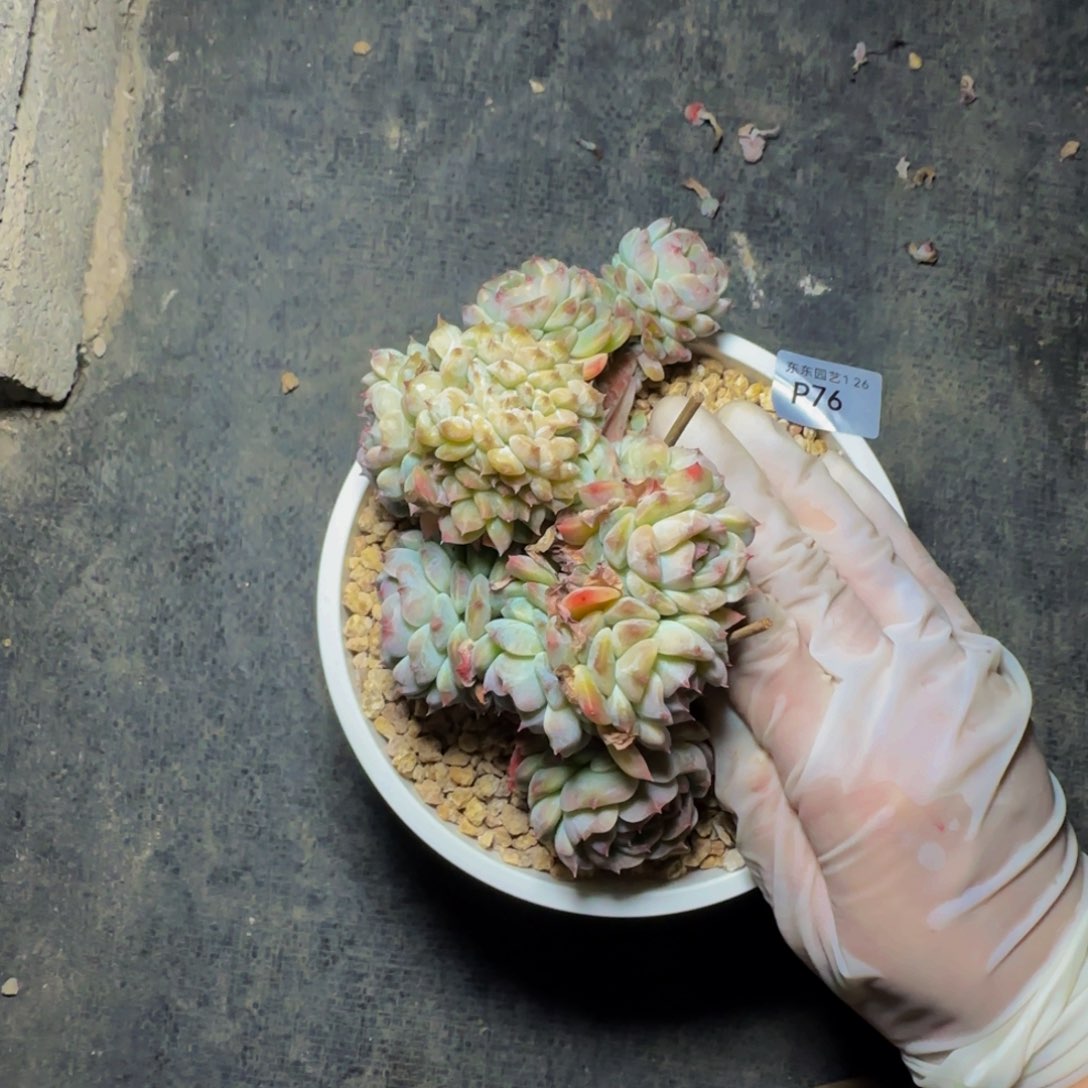 p p p p p p p p 76