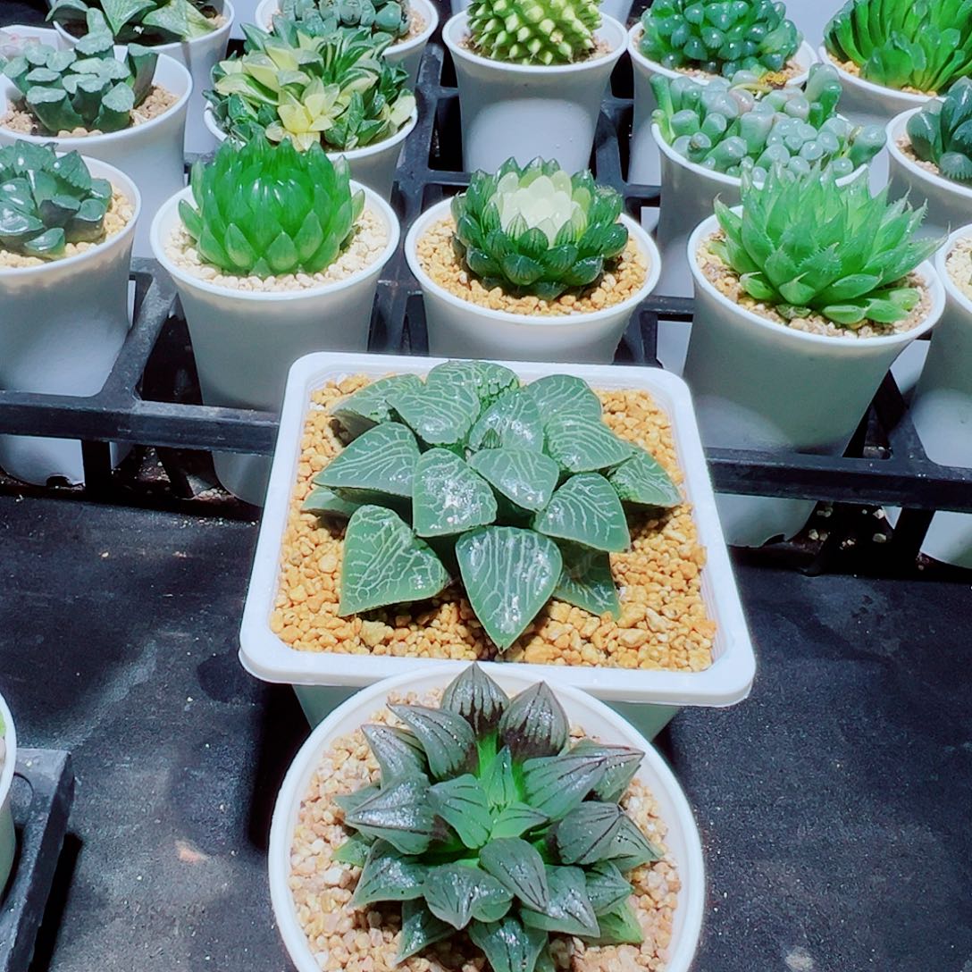 福利，水晶康平101，西瓜寿