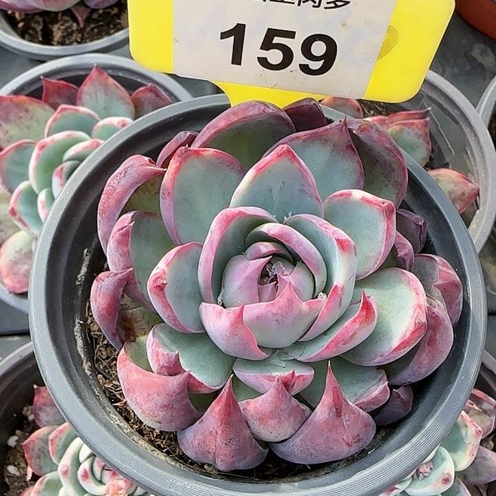 159 惊鸿仙子多肉植物6-9cm