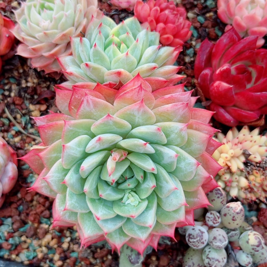 粉蓝鸟杂交香槟多肉植物