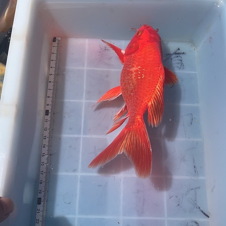 蝴蝶鲤鱼渔场直发30