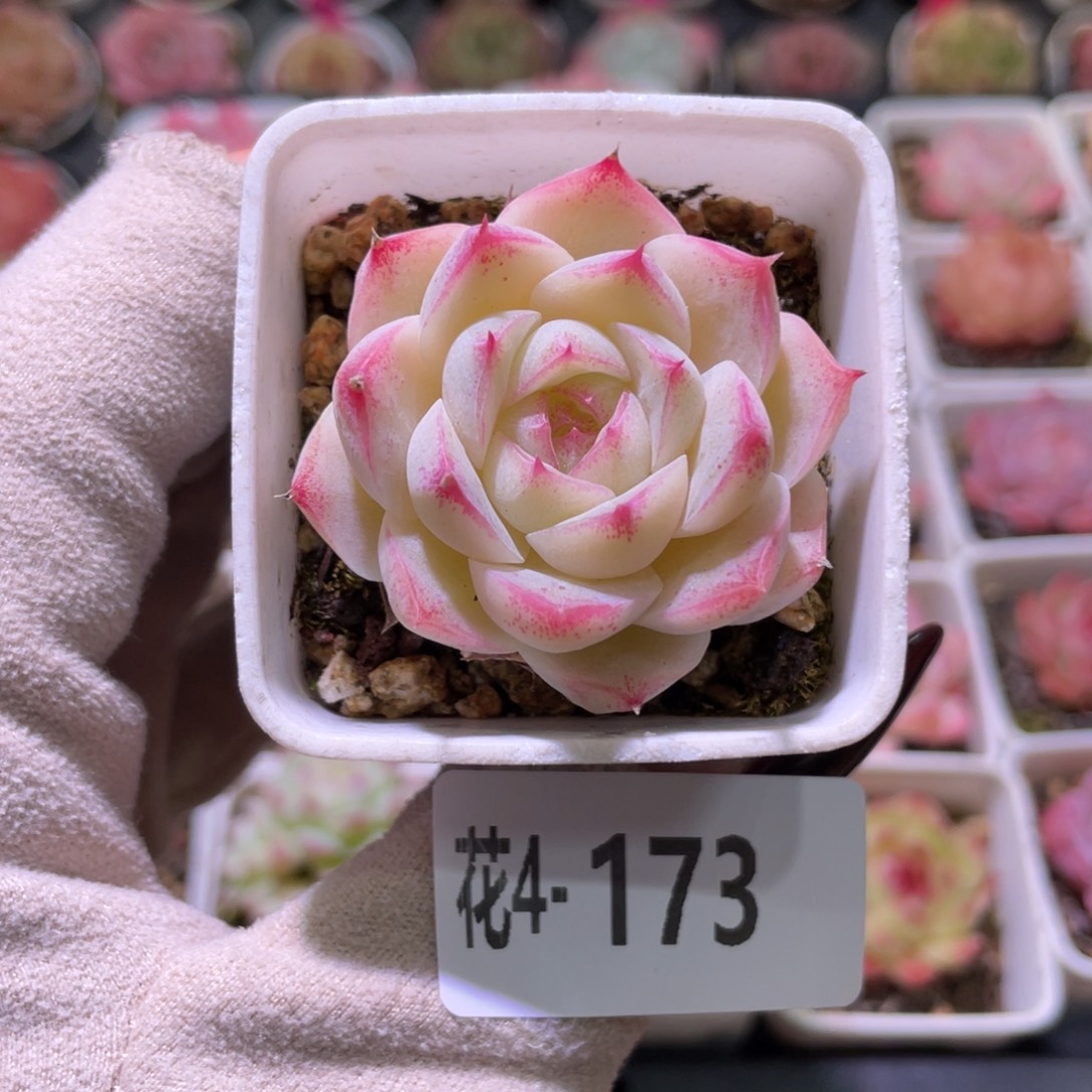 花利美4-173美瞳单头