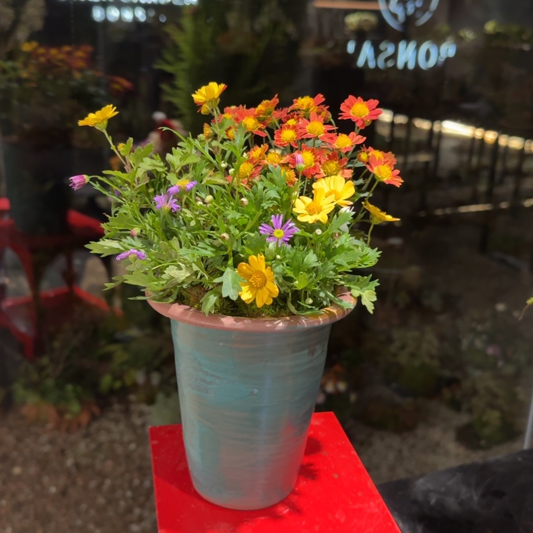 全部花朵山野草手作盆