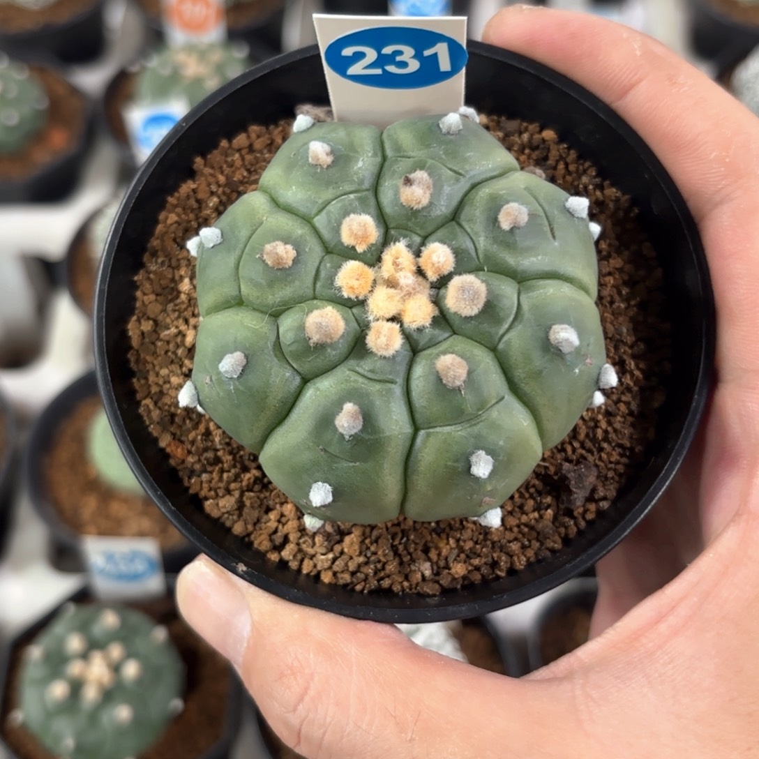 231实生龟甲兜带盆带土