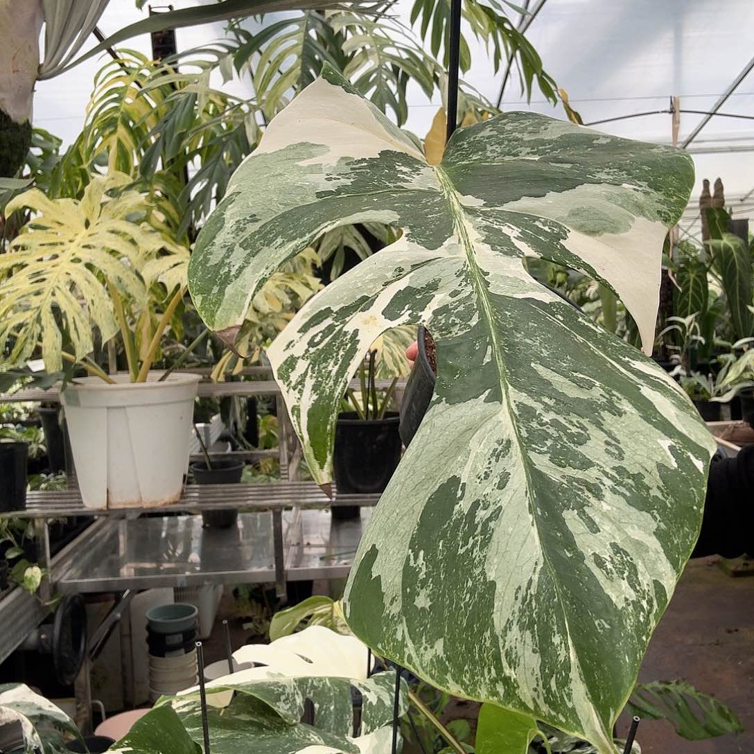 无花朵1️⃣芽一叶白龟